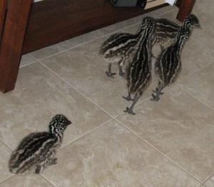 With the little guy, straggling behind.