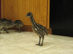 You see their markings are distinctive.