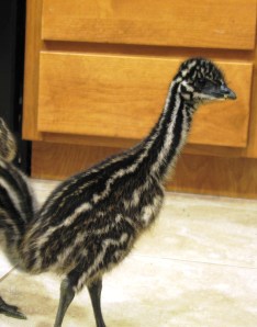 More upright, more stable on their feet!