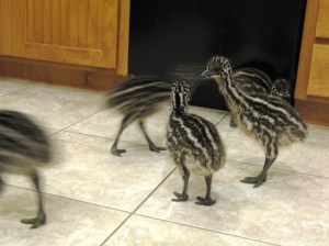 There are strangers in our kitchen.