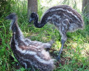 He goes into the emu roll!