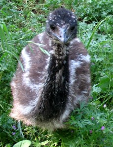 Her neck has lost almost all markings