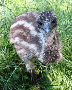 Emus and The Great Outdoors