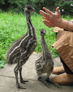 Apple treats, anyone?