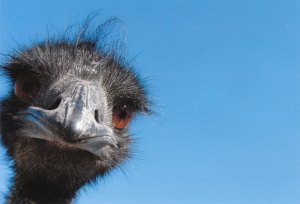 Mr. Emu  (Dad)