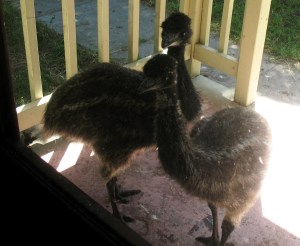 Hey, Come out to play.