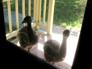 I think I can hear them in there.