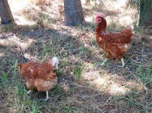 Here come the chickens