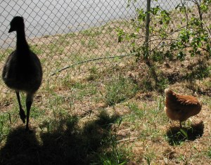 Who's stalking whom?