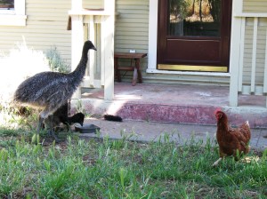 chick-n-emu 4