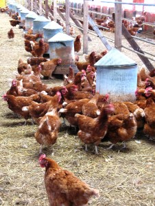 Not as easy to catch as it looks