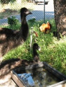 Relaxing by the pool.