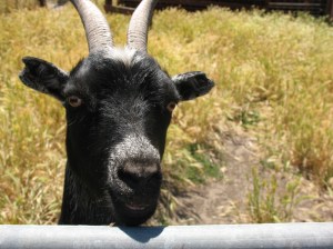 Friendly Might Just Be Aggressive