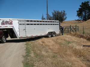 The Emu Transit Trailer