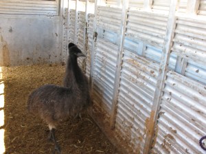 Not liking that trailer!