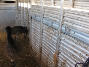 Hmmmph! Smells like sheep!