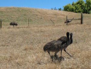 Look! EMUS!