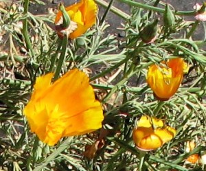 Regular California Poppies