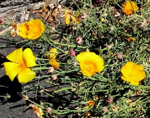 Regular California Poppies