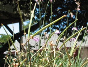 The Average Seed Pod