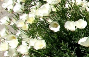 A More Delicate Poppy