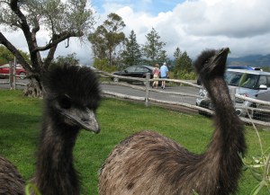 A little snack of delicious grape leaves.