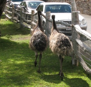 Emus wandering off to their royal duties.