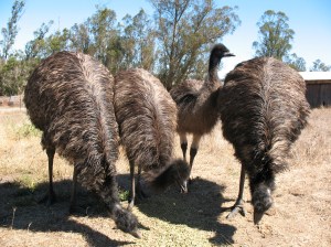 Taking turns as lookout.