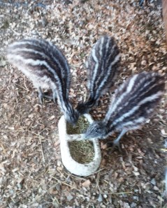 Emus at the Feeder