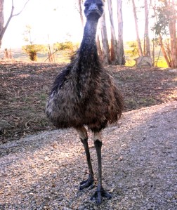 Emu Teens. You have to wonder, is botching the job the way out of chores?