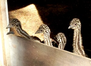 Can we come out, yet?