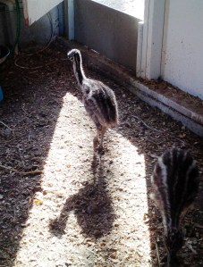 A Quiet Moment in the Pen