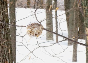 New vistas, off trail