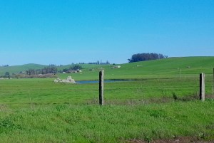 Green Hills for Grazing