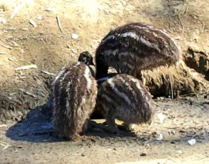 Emu Huddle--For these last pics, I asked Deb where the fourth emu was. Apparently, Number Four was occupied pecking at her red shoes!