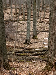 The forest floor, now visible, is littered with the fallen ash trees, victims of the Emerald Ash Borers.
