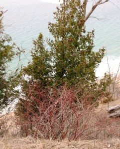 Look at those red branches, waiting to leaf out.