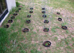 Another Bucket Garden