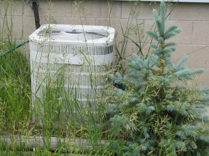 The unfortunate placement of this volunteer spruce begs the question.