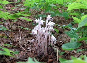 indian pipes1