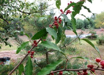 With olive-like leaves