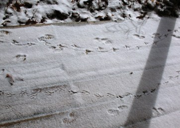 Critter calling cards on our stoop.