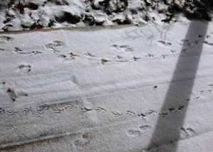Critter calling cards on our stoop.