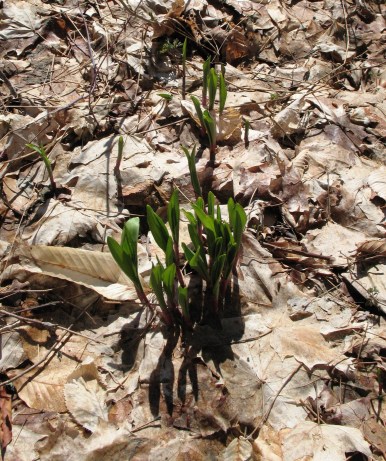 Spring Peeking Through