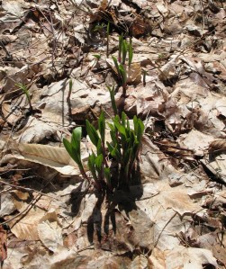 Spring Peeking Through