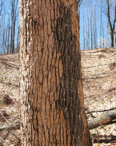 This ash is doomed. Pileated woodpeckers have  chipped off the bark surface to get at the borers, below.