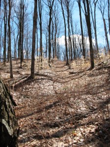 Believe it or not, that's the "road."