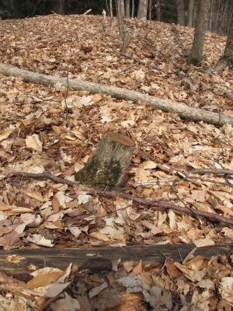 And right next to it, a deadfall tree of the exact same type.