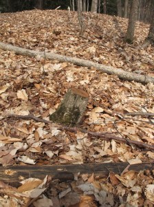 And right next to it, a deadfall tree of the exact same type.