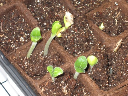 seedlings1